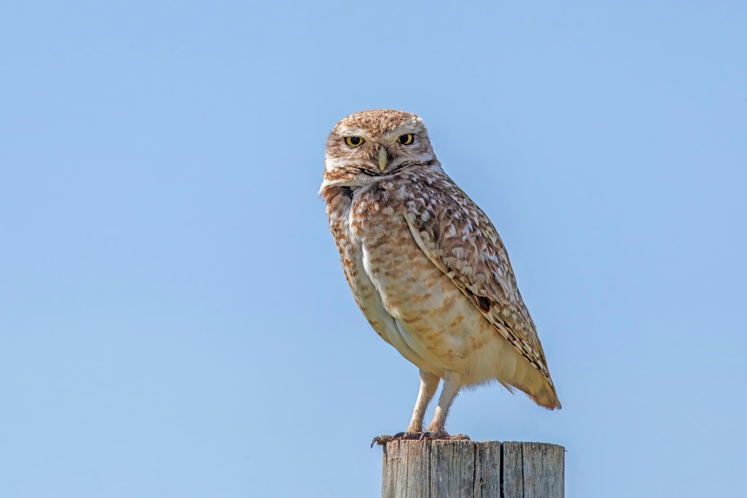 Athene cunicularia