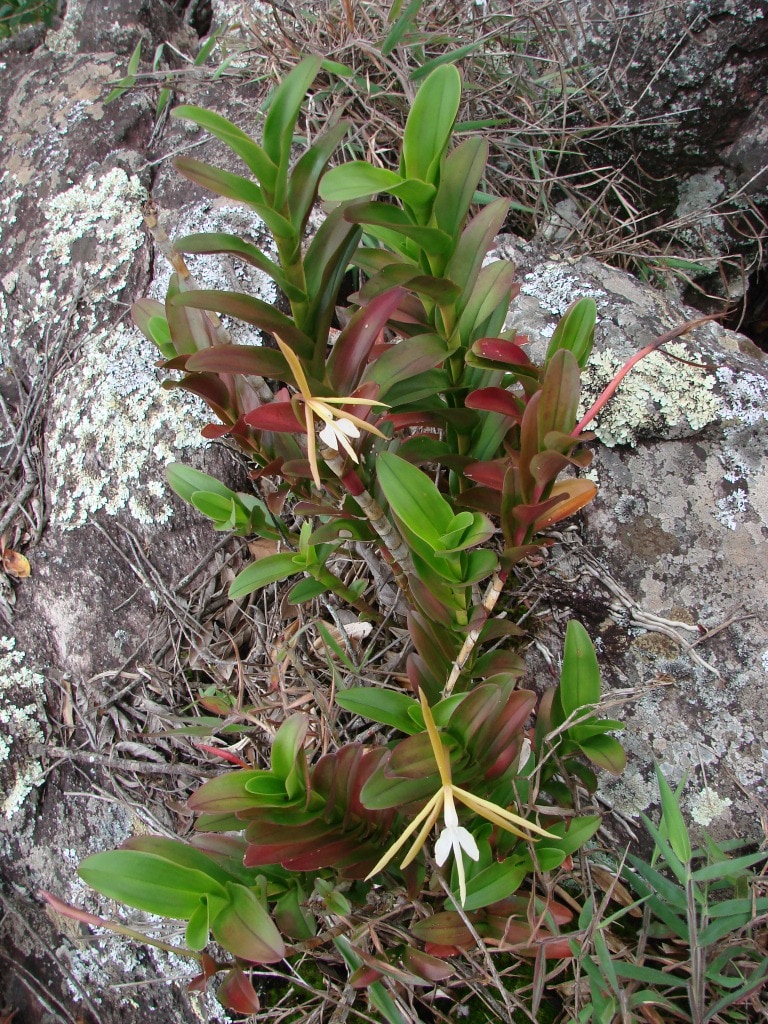 Epidendrum