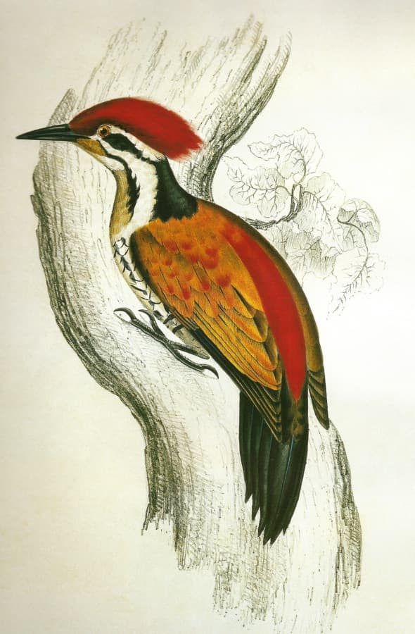 Himalayan flameback