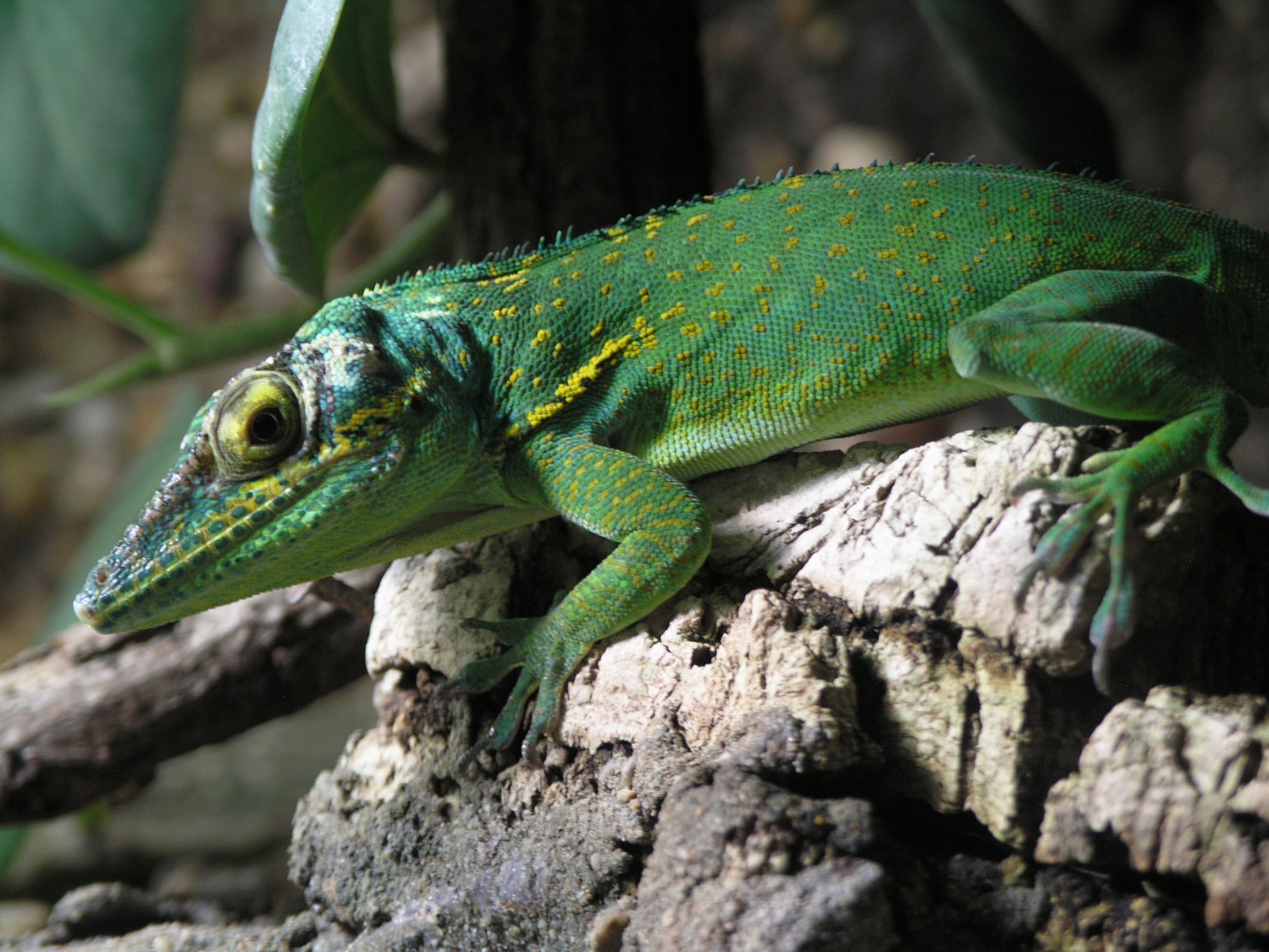 Baracoa anole