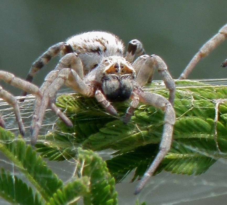 Eresidae