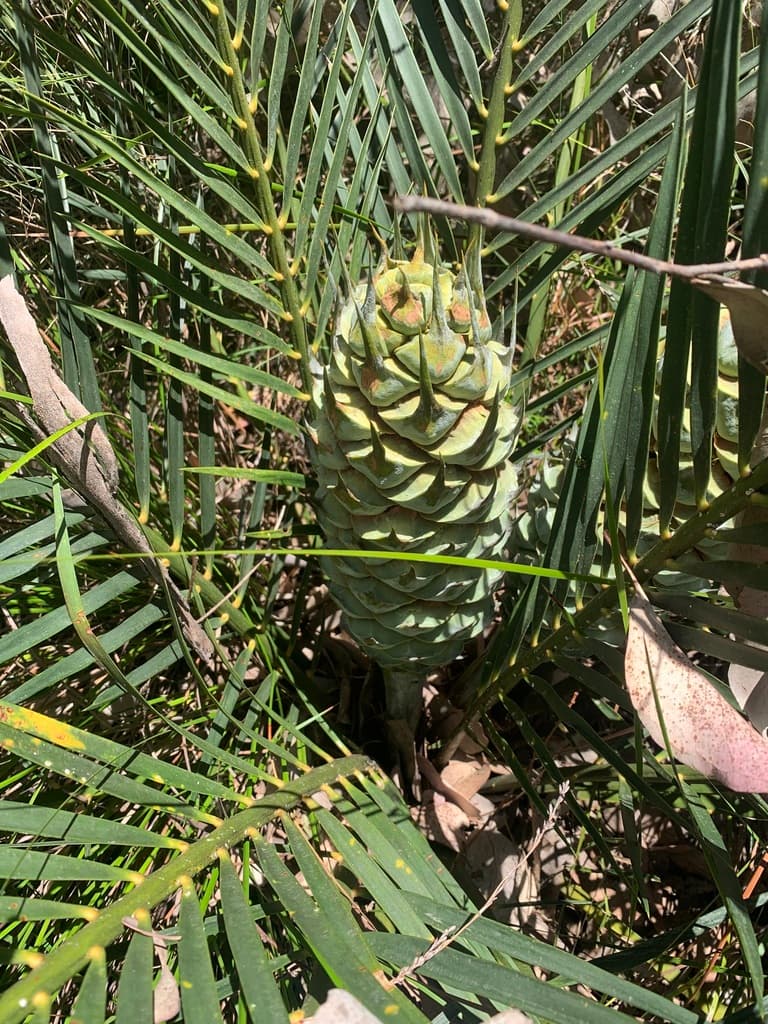 Macrozamia reducta
