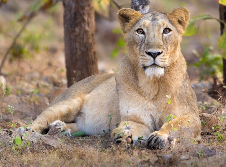 Kakatiya Zoological Park