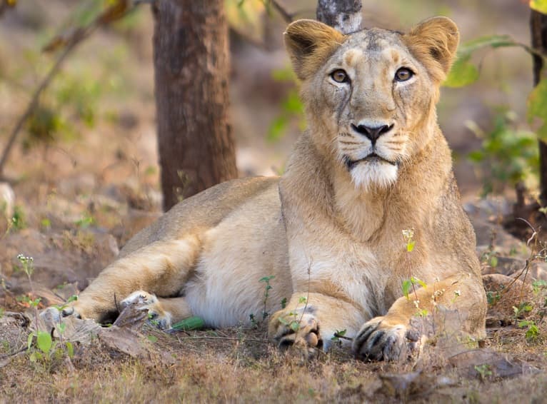 Kakatiya Zoological Park