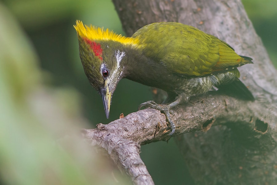 Lesser yellownape