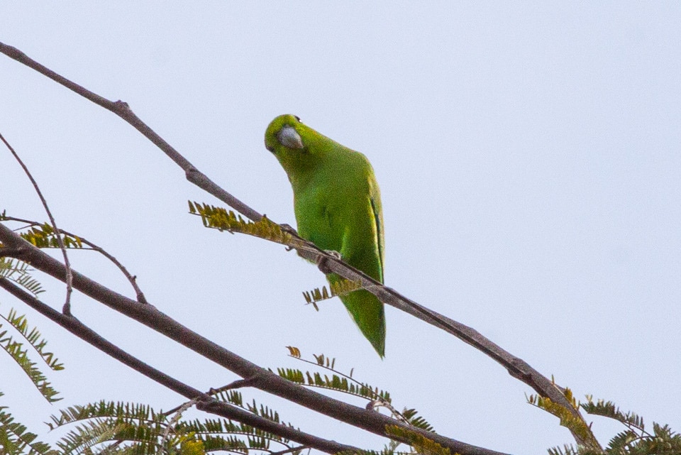 Mexican parrotlet