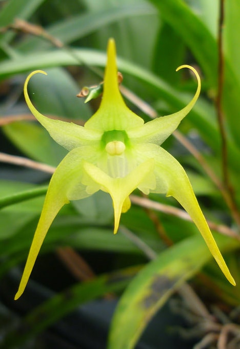 Aeranthes