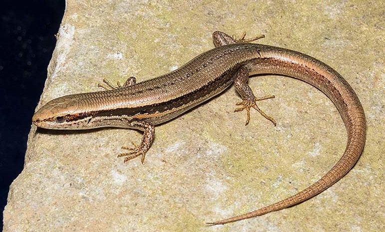 Himalayan ground skink