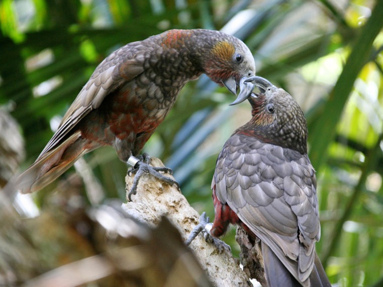 New Zealand kākā