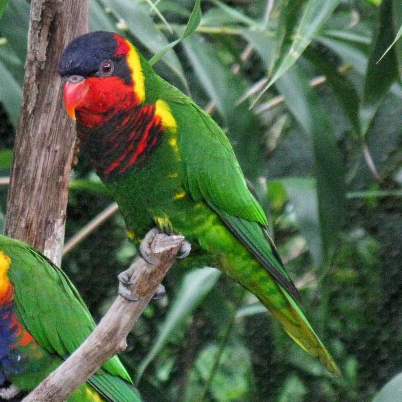 Ornate lorikeet