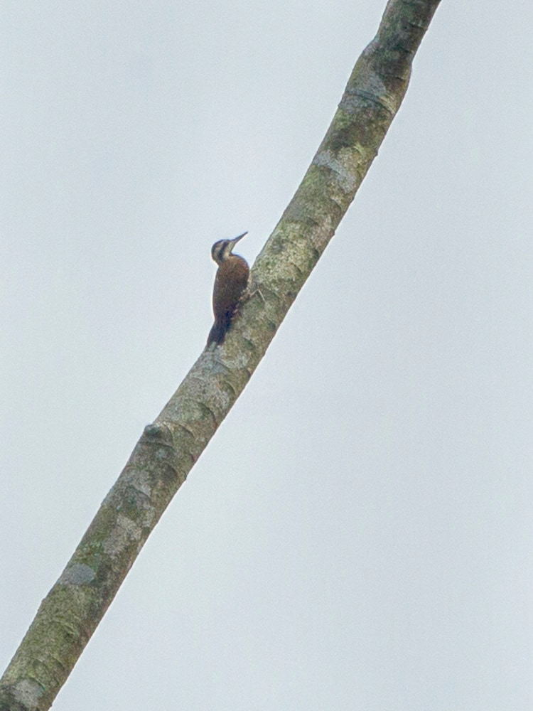 Fire-bellied woodpecker