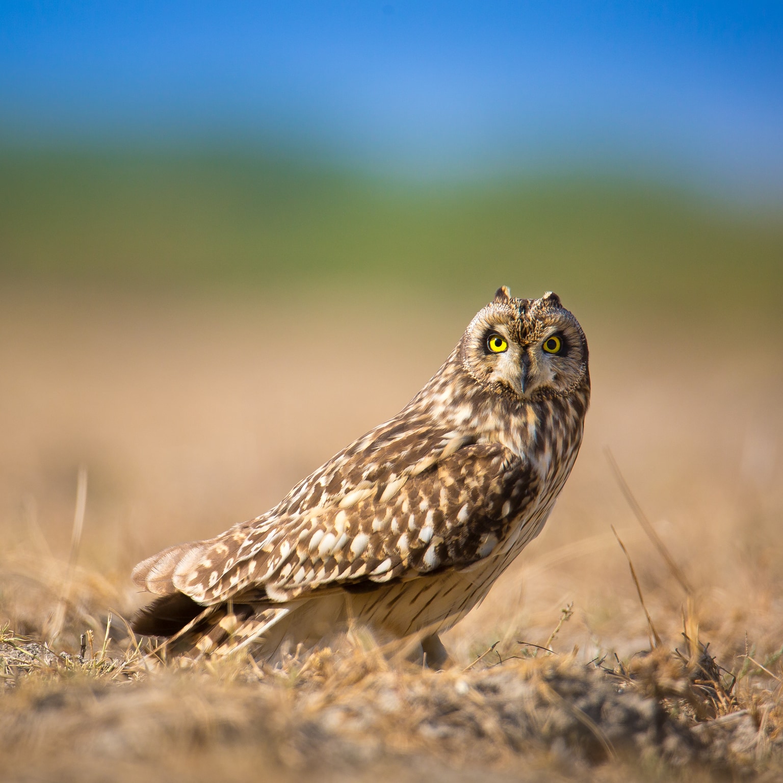 Asio flammeus