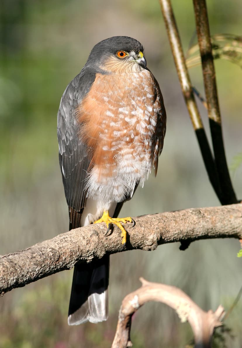 Accipiter striatus