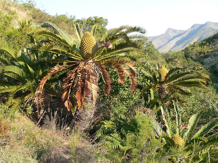 Encephalartos longifolius