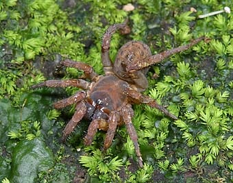 Heptathelinae