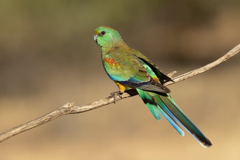 Mulga parrot