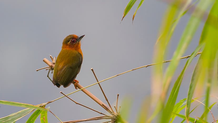 White-browed piculet