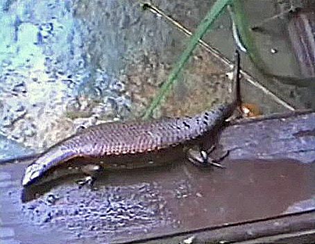 Tytthoscincus temasekensis