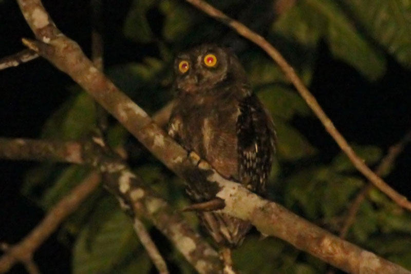 Biak scops owl