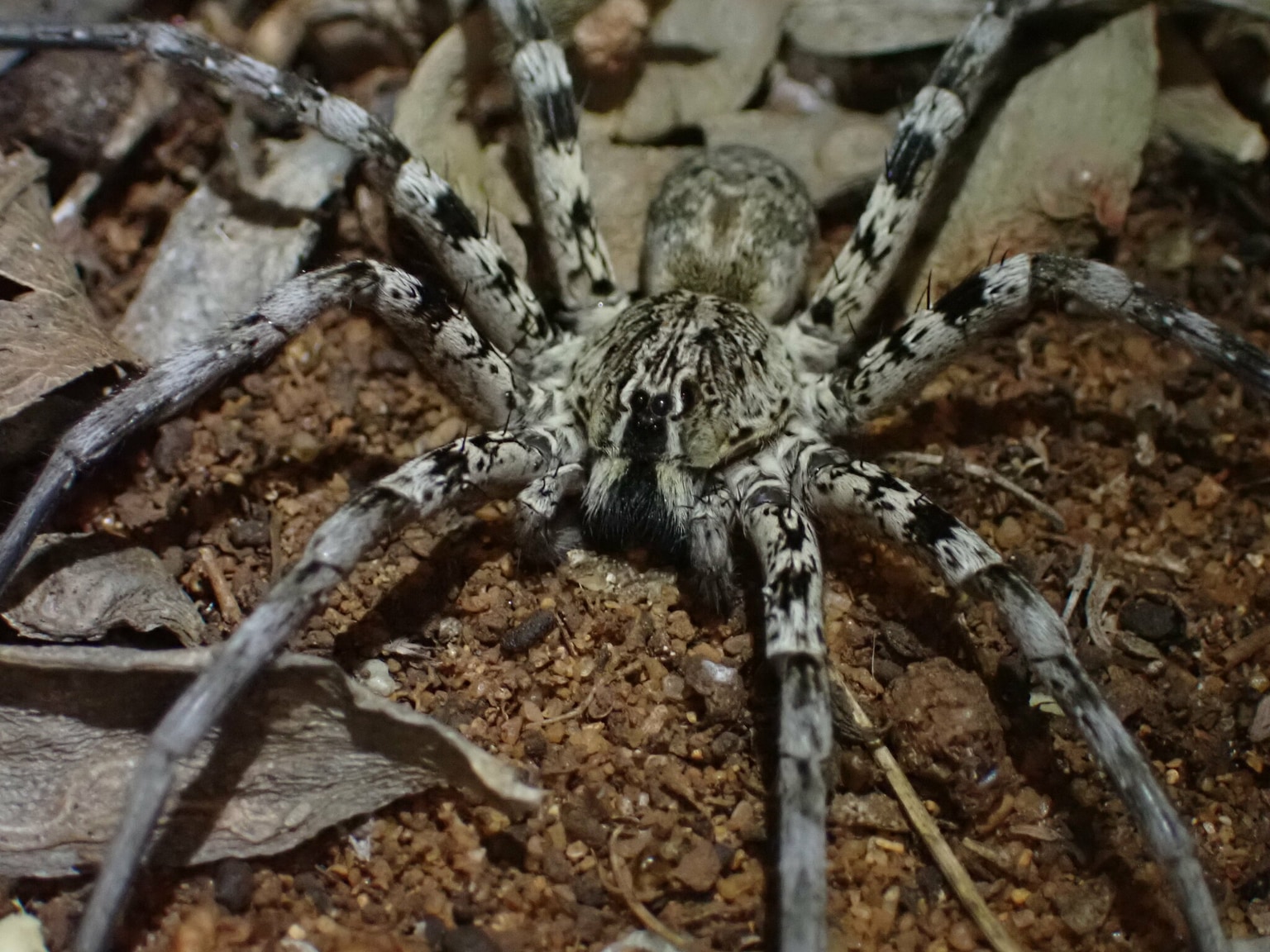 Viridasiidae