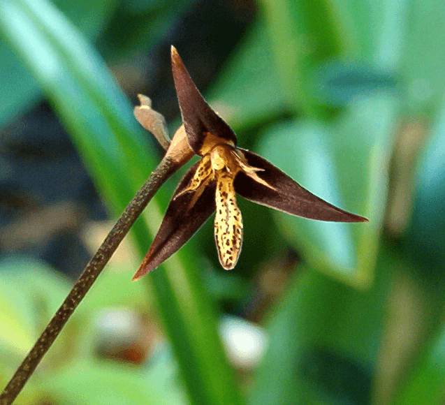 Kraenzlinella