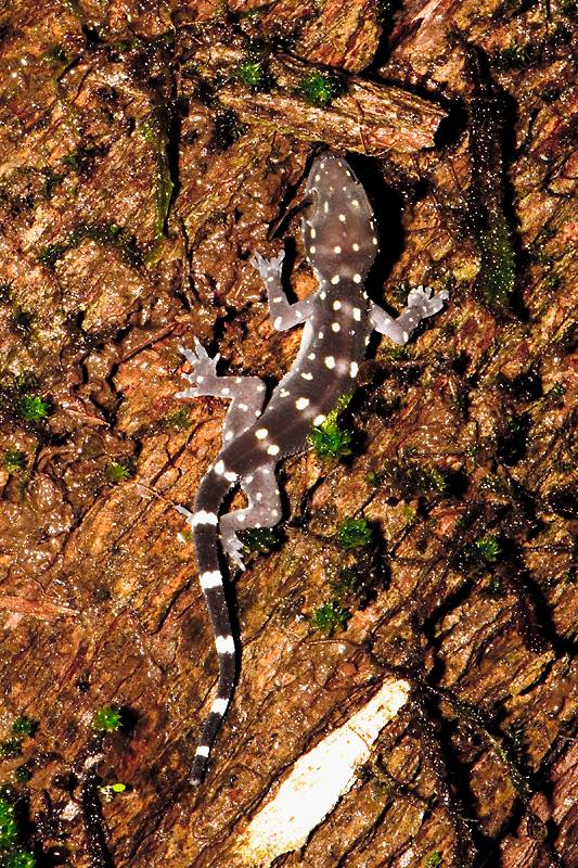 Hemidactylus prashadi