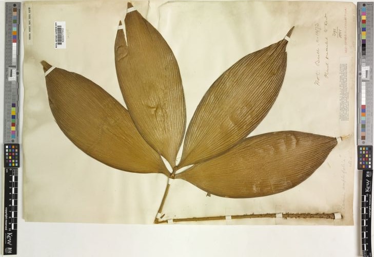 Zamia amplifolia