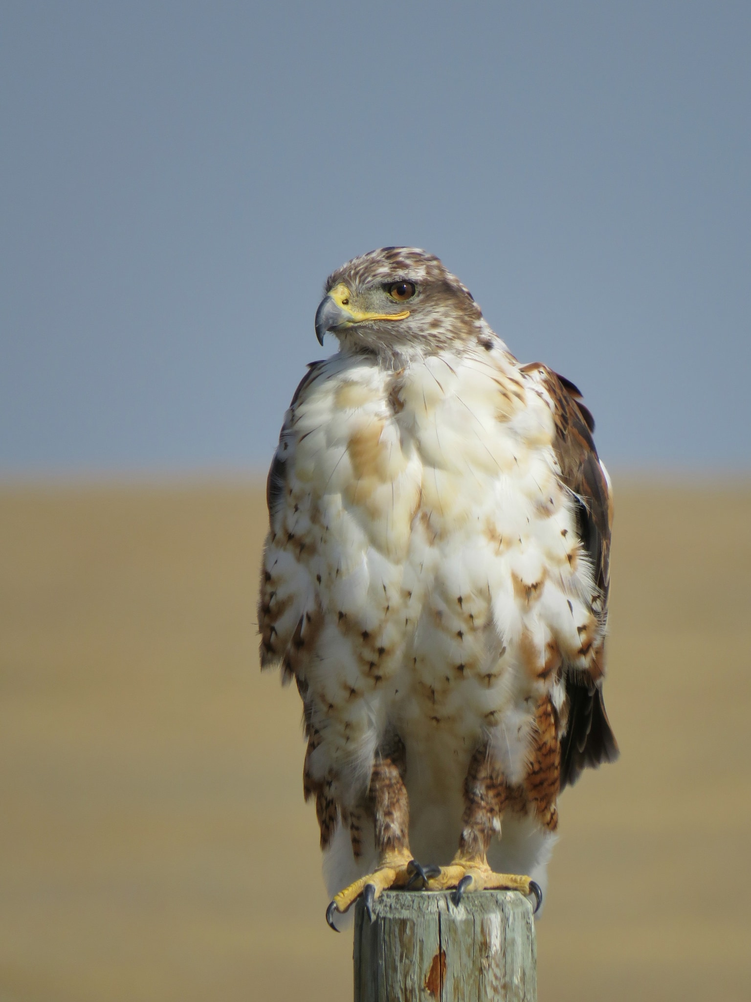 Buteo regalis