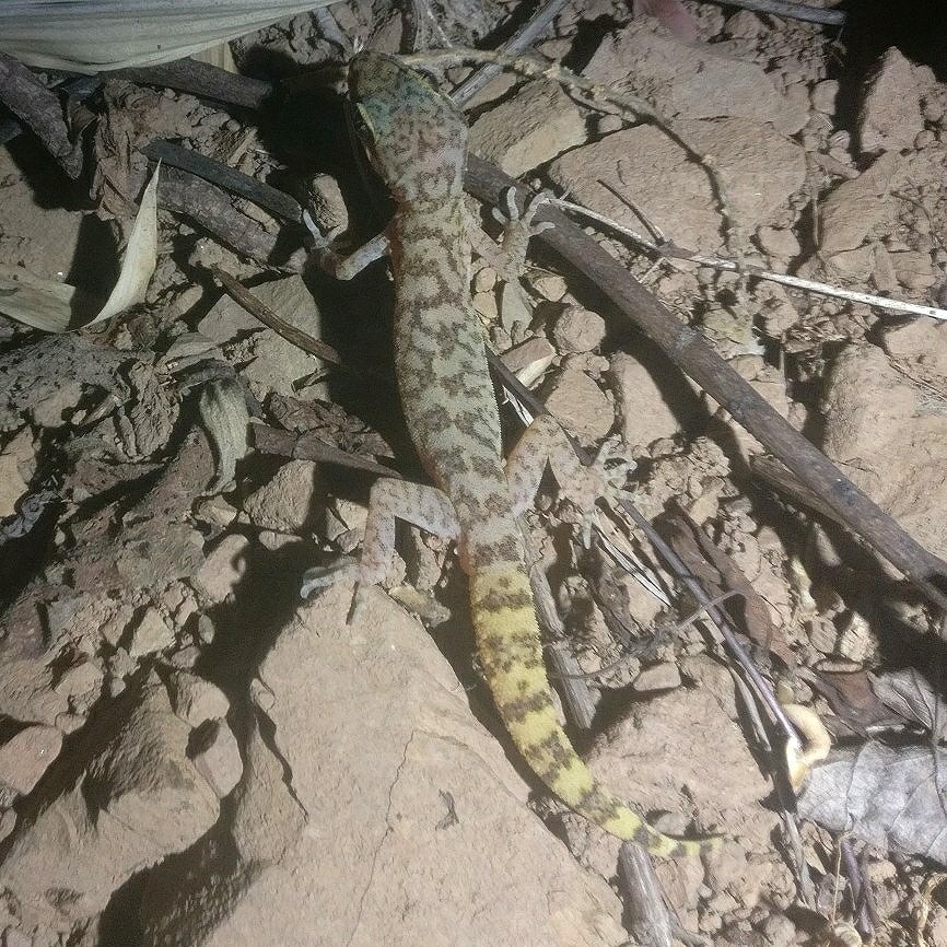 Lawder's bent-toed gecko