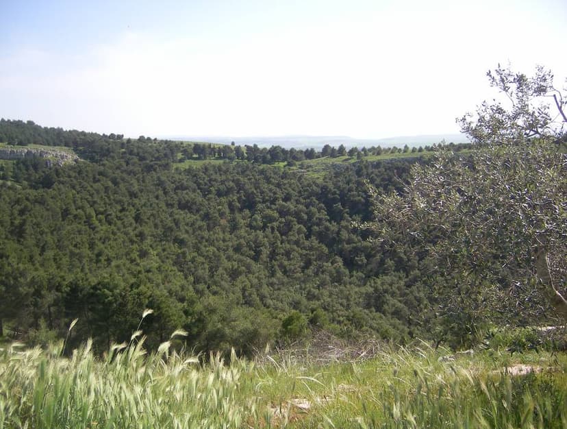Pulicchio di Gravina