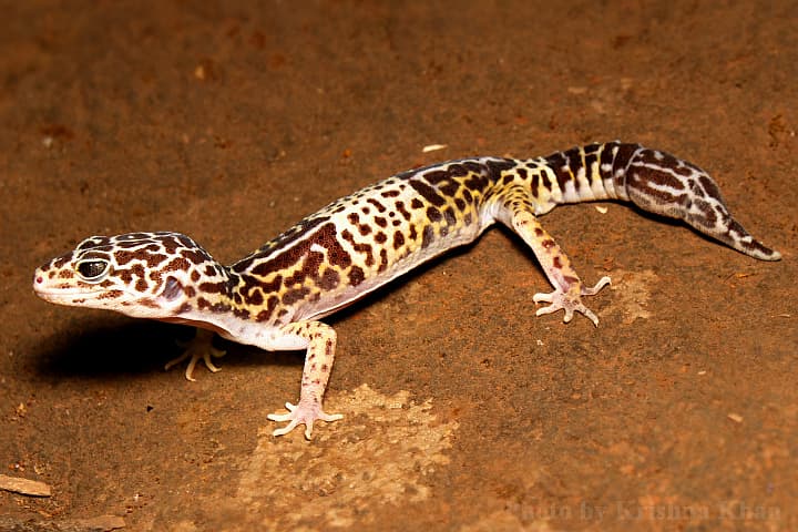 Eublepharis fuscus