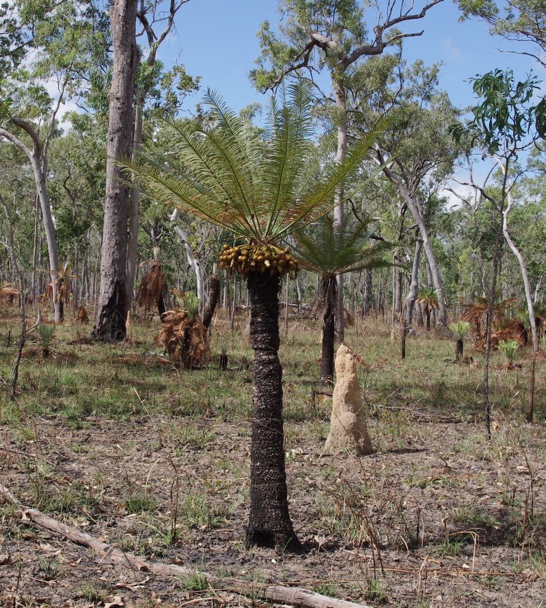 Cycas yorkiana