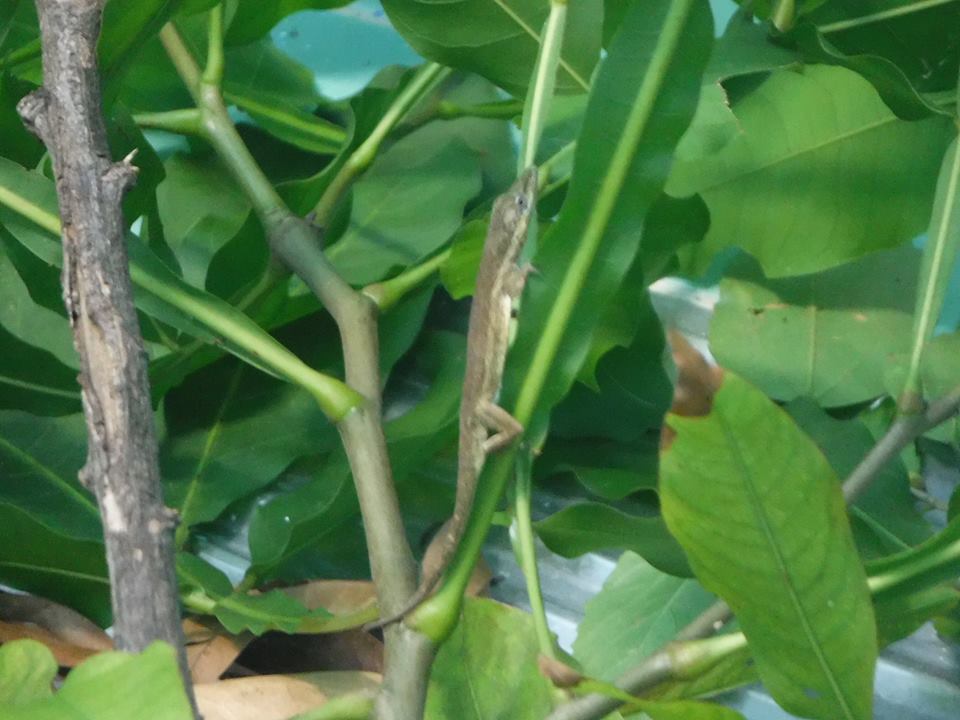Cuban twig anole
