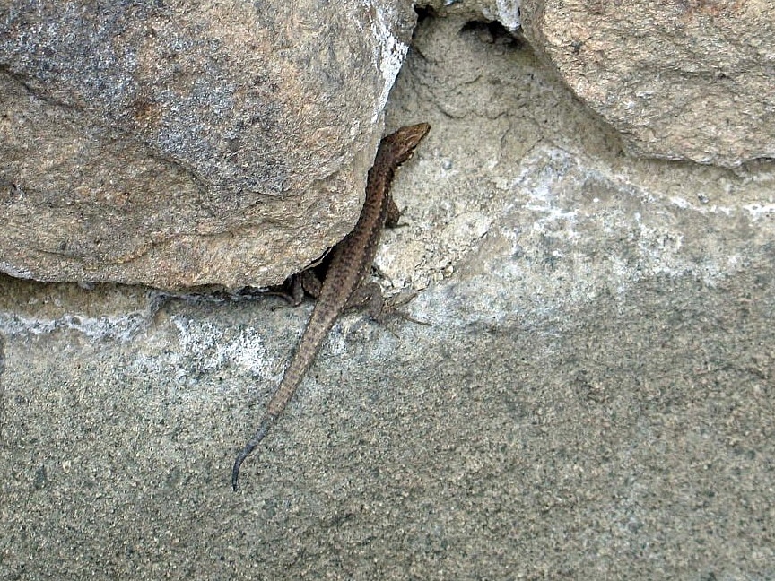 Anatolian rock lizard