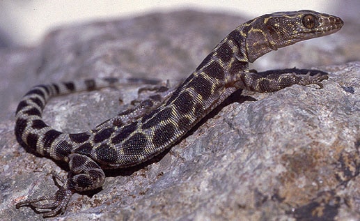 Xantusia henshawi