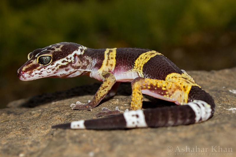 Satpura leopard gecko