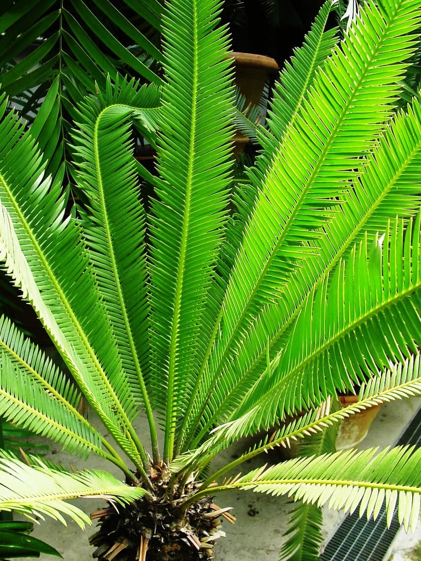 Dioon purpusii