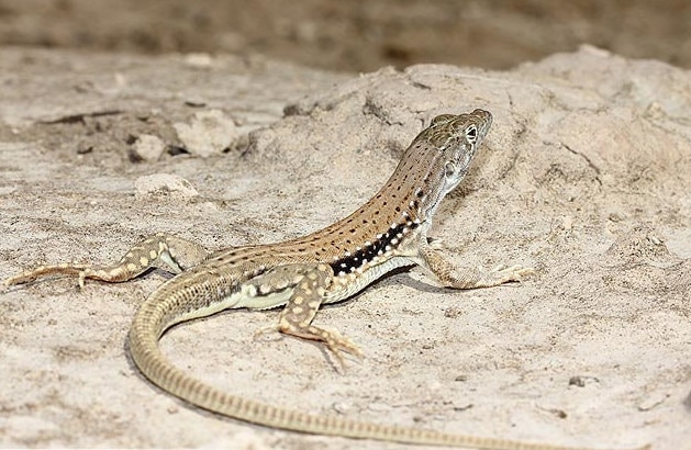 Eremias persica