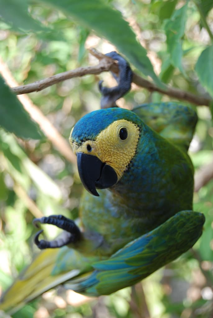 Red-bellied macaw