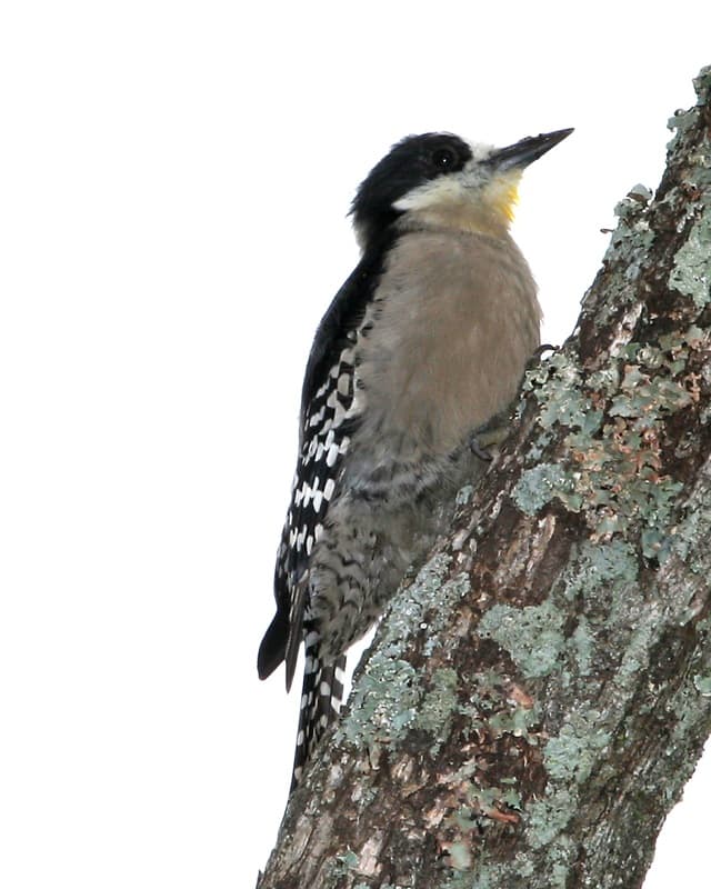 White-fronted woodpecker