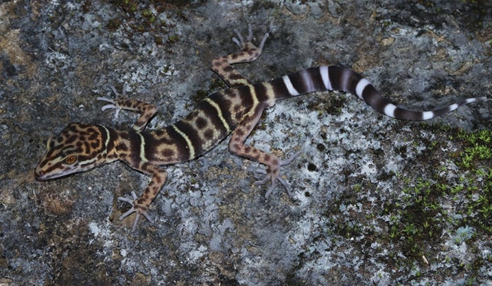 Yingde leopard gecko