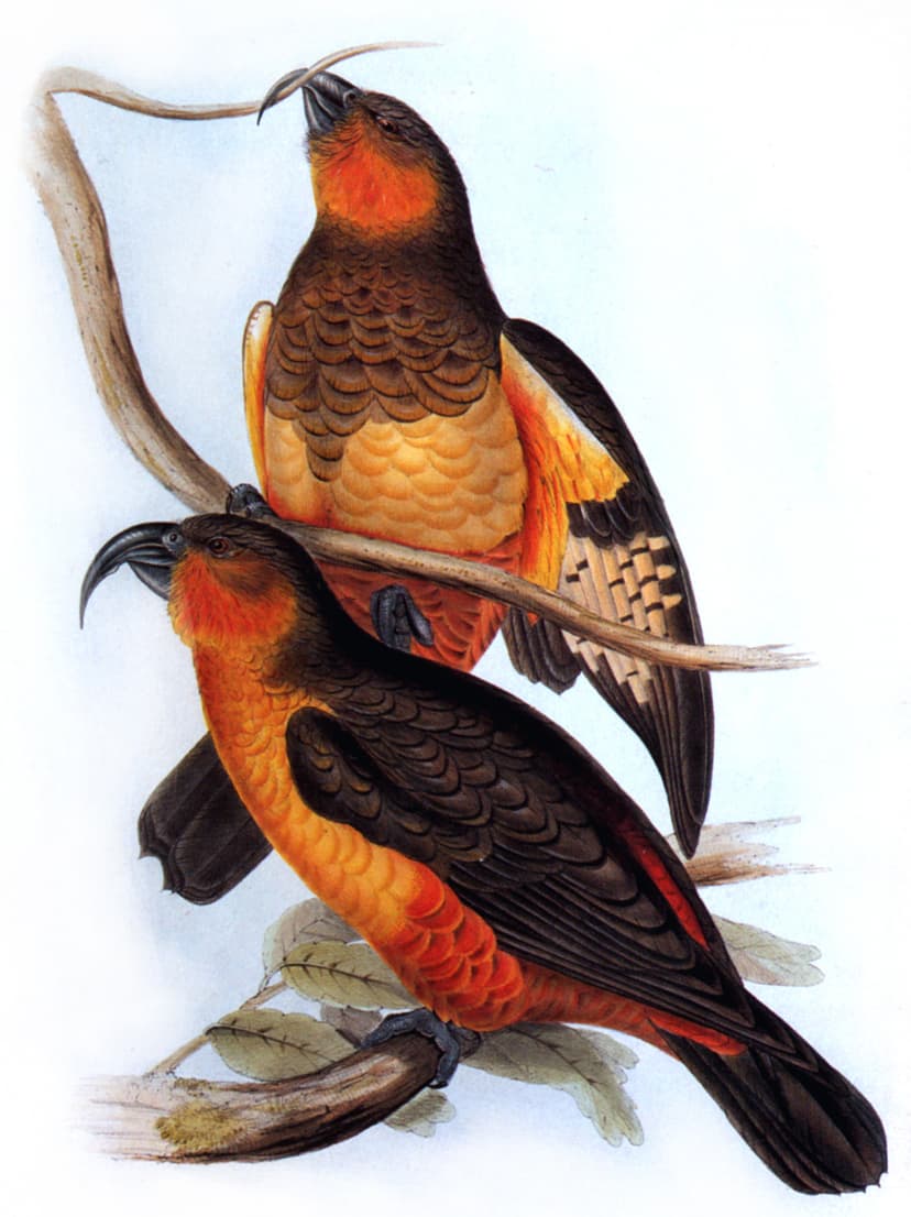 Norfolk kākā