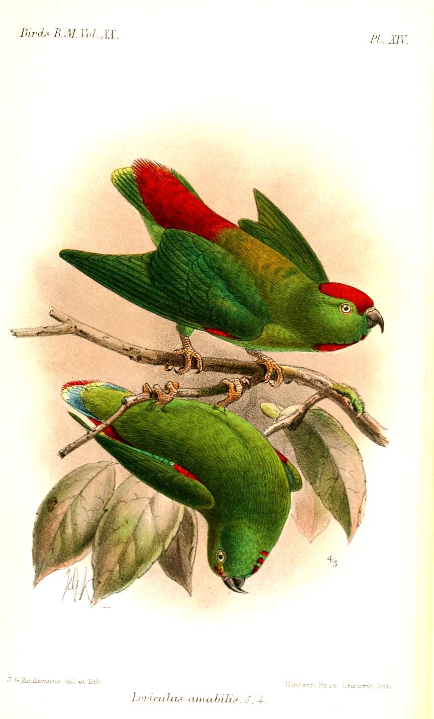 Moluccan hanging parrot