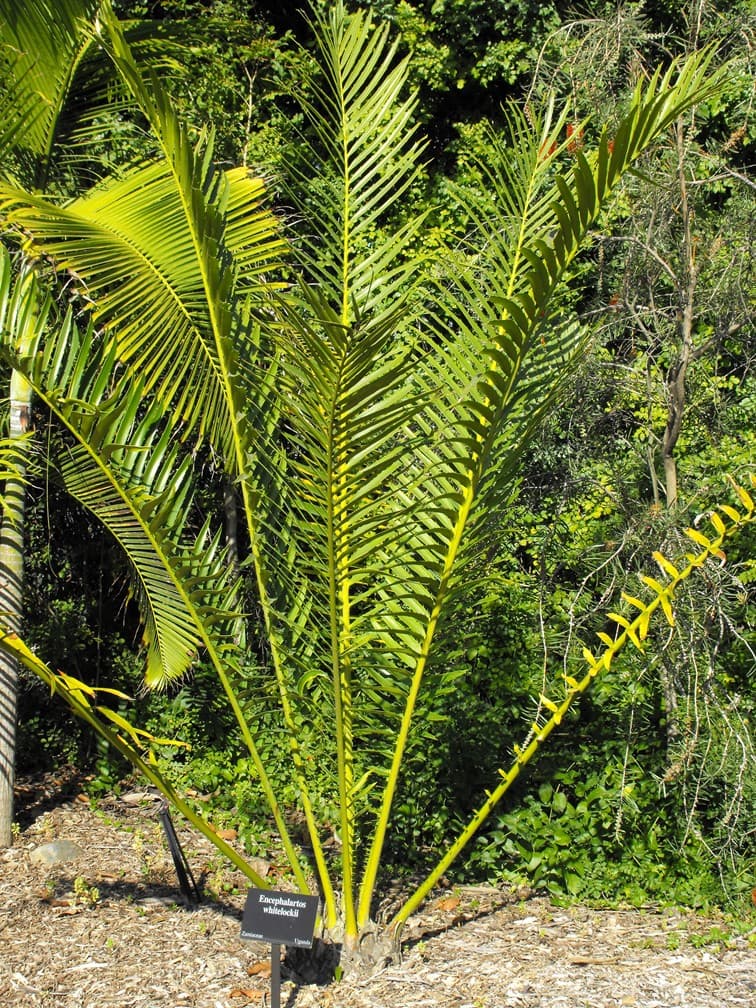 Encephalartos whitelockii