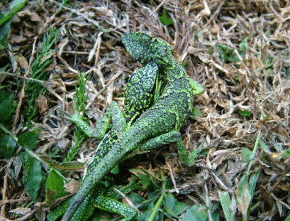 Diploderma luei