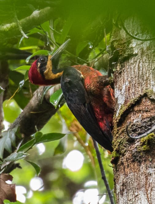 Splendid woodpecker