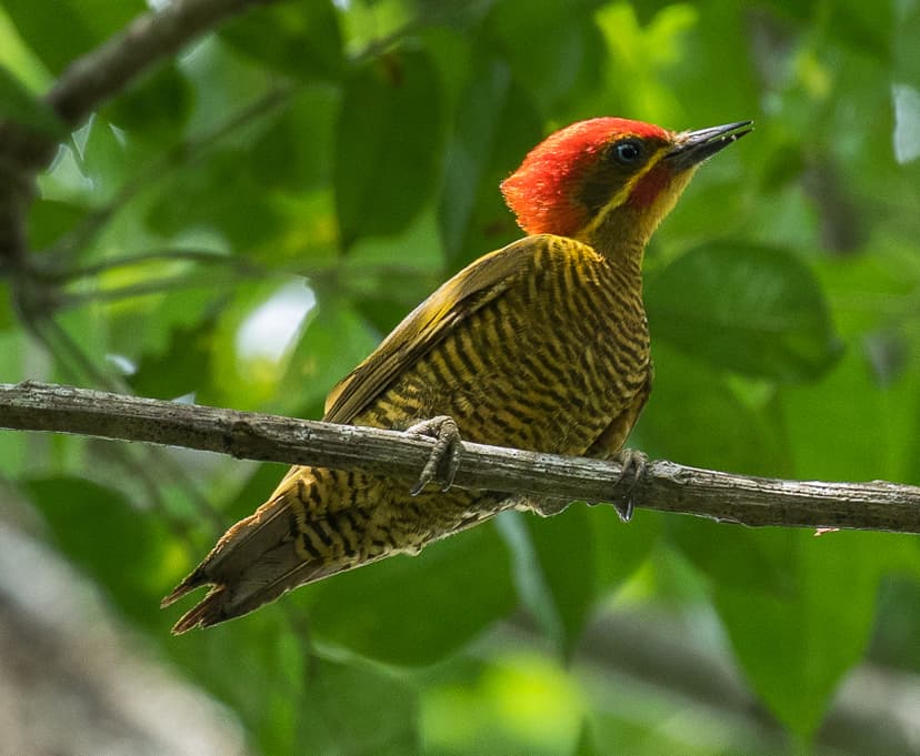 Golden-green woodpecker
