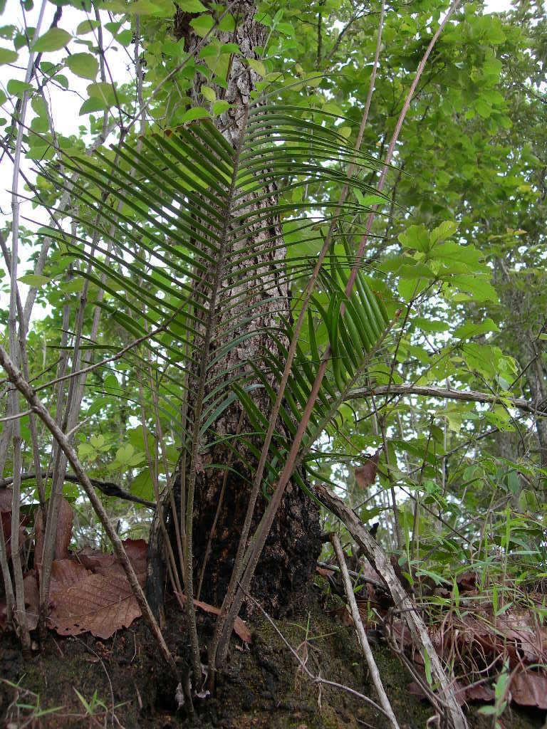 Ceratozamia mirandae