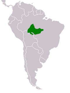 Madeira parakeet