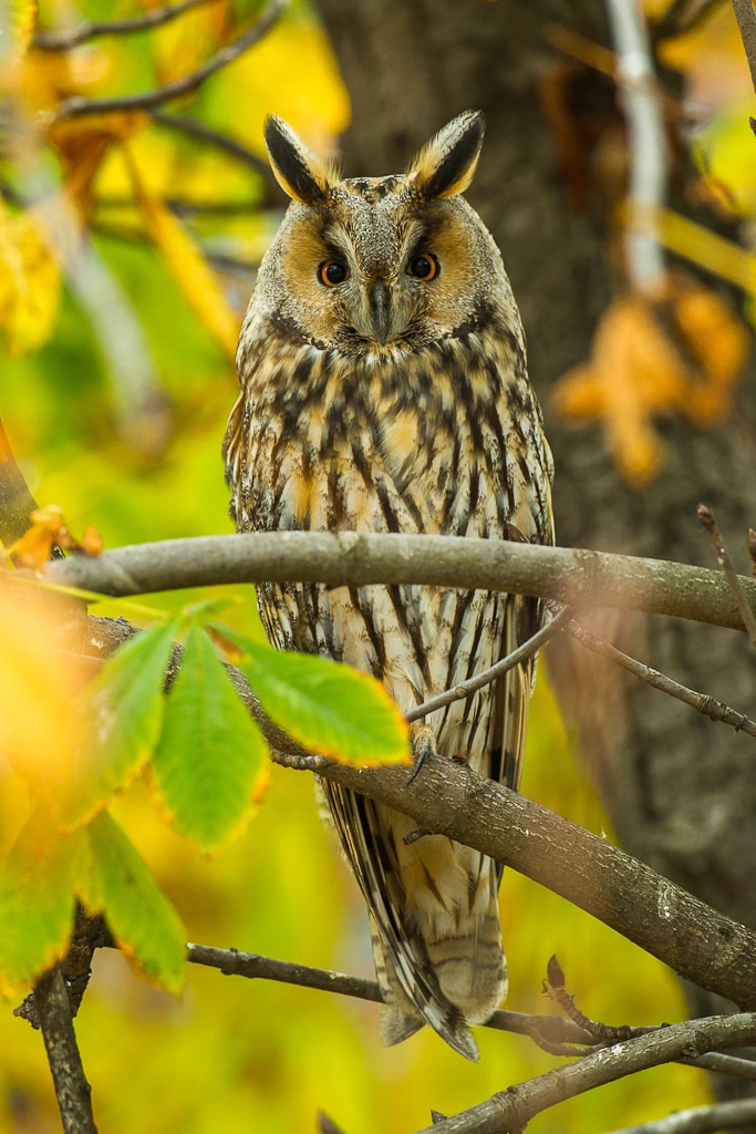 Asio otus